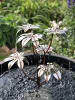 f. 6 Leaf Fatsia.jpg